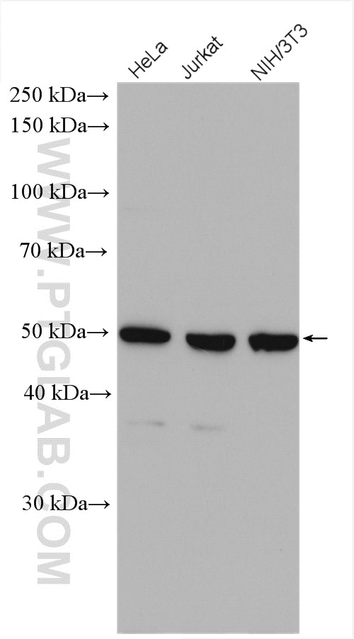Western Blot (WB) analysis of various lysates using TADA3L Polyclonal antibody (10839-1-AP)