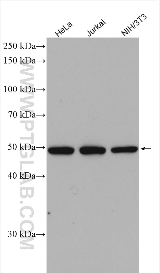Western Blot (WB) analysis of various lysates using TADA3L Polyclonal antibody (10839-1-AP)