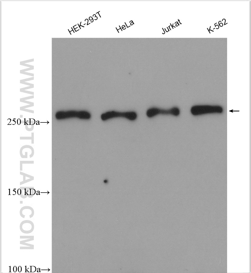 Western Blot (WB) analysis of various lysates using TAF1-Specific Polyclonal antibody (20260-1-AP)
