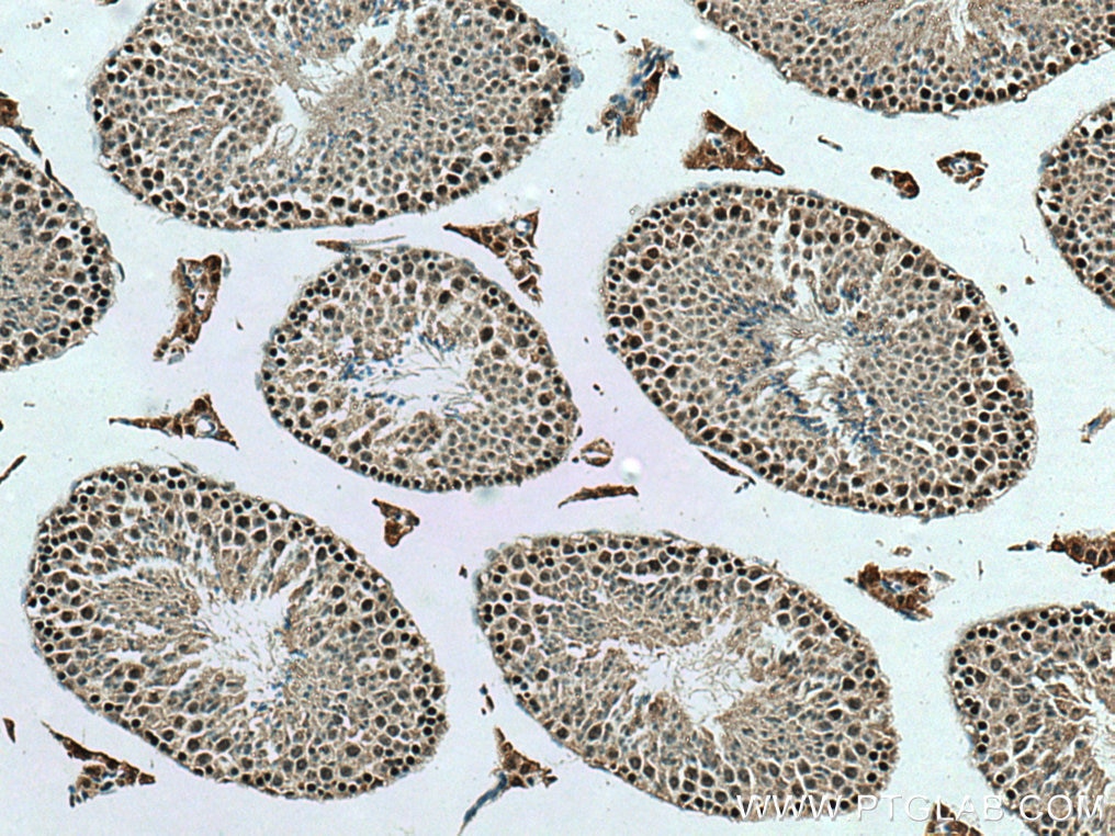 Immunohistochemistry (IHC) staining of mouse testis tissue using TAF10 Polyclonal antibody (20346-1-AP)