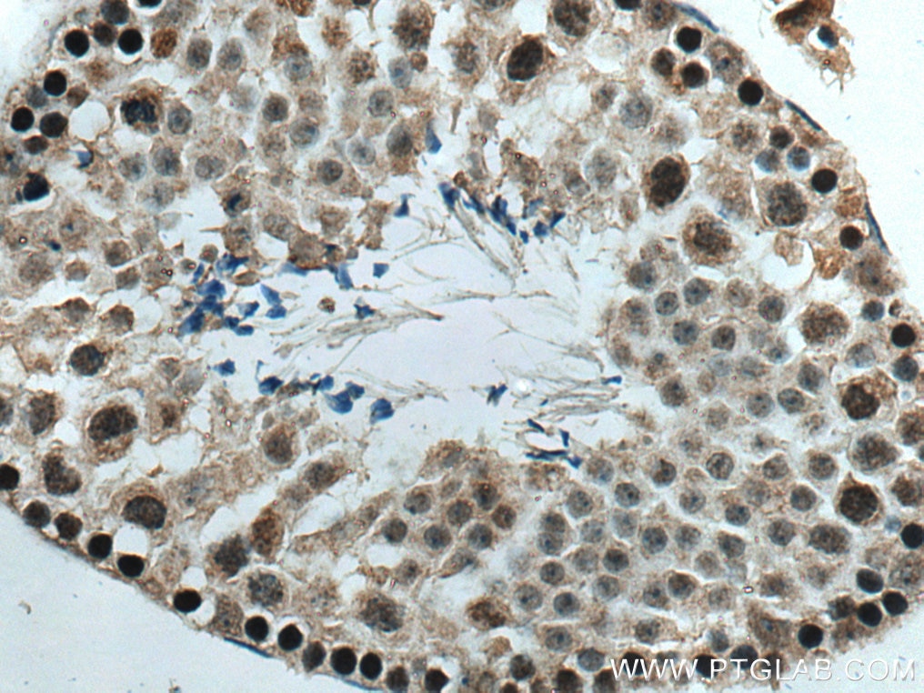 Immunohistochemistry (IHC) staining of mouse testis tissue using TAF10 Polyclonal antibody (20346-1-AP)