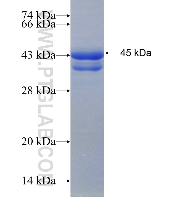 TAF10 fusion protein Ag14153 SDS-PAGE