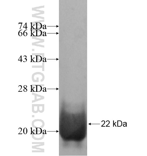 TAF10 fusion protein Ag14842 SDS-PAGE