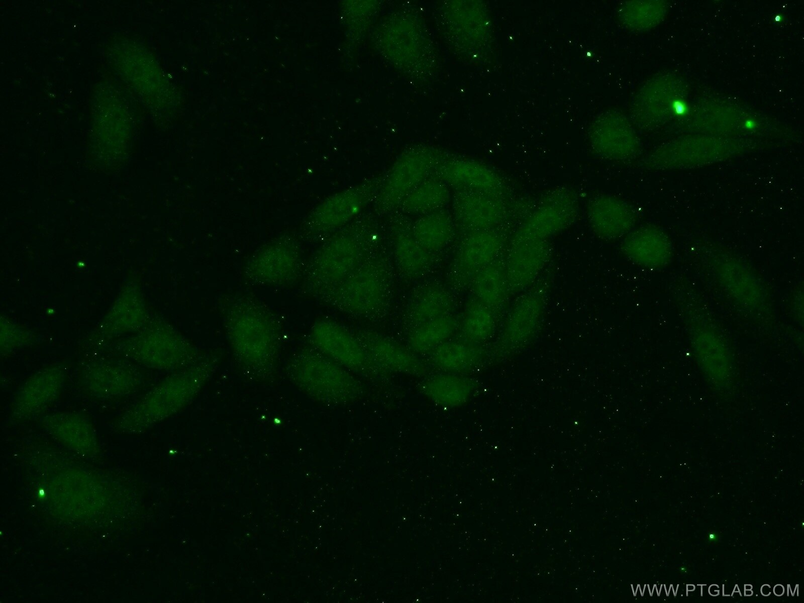 Immunofluorescence (IF) / fluorescent staining of HepG2 cells using TAF11 Polyclonal antibody (16114-1-AP)