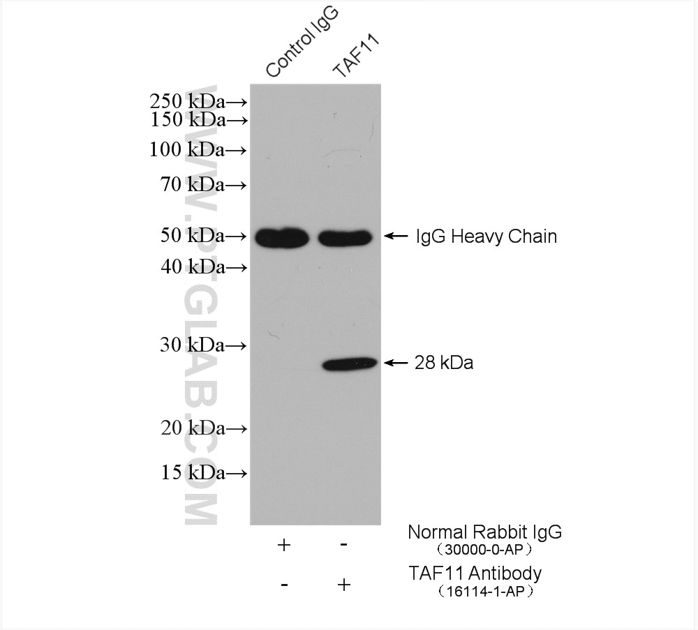 Immunoprecipitation (IP) experiment of HeLa cells using TAF11 Polyclonal antibody (16114-1-AP)