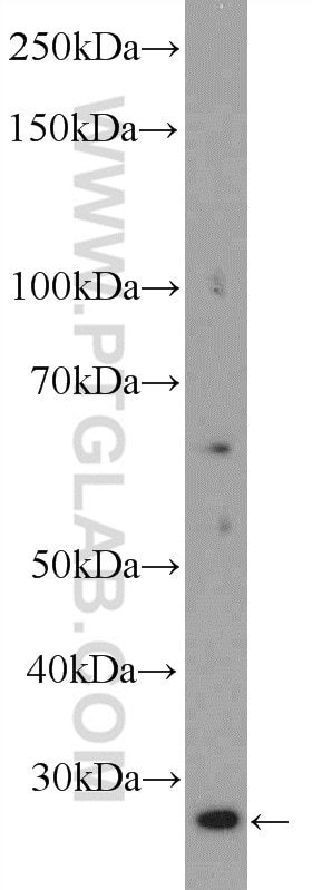 Western Blot (WB) analysis of HepG2 cells using TAF11 Polyclonal antibody (16114-1-AP)