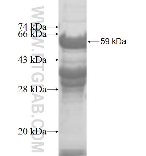 TAF11 fusion protein Ag9039 SDS-PAGE