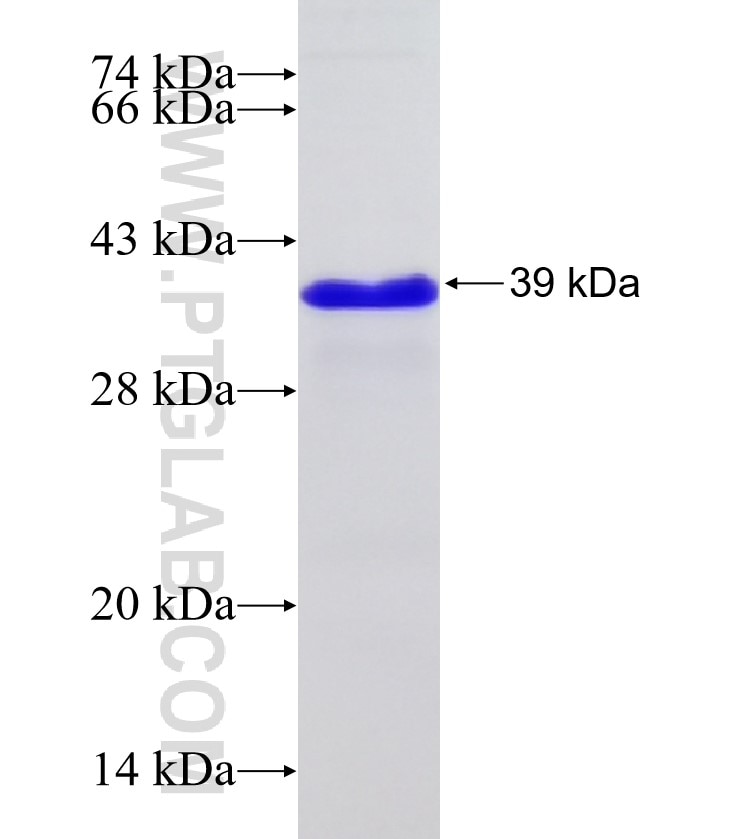 TAF11 fusion protein Ag9629 SDS-PAGE