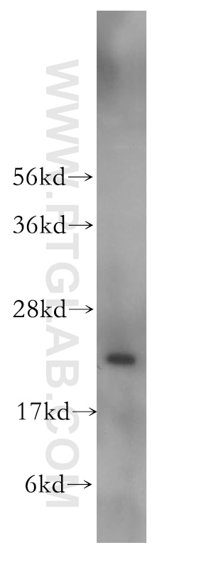 Western Blot (WB) analysis of Y79 cells using TAF12 Polyclonal antibody (12353-1-AP)