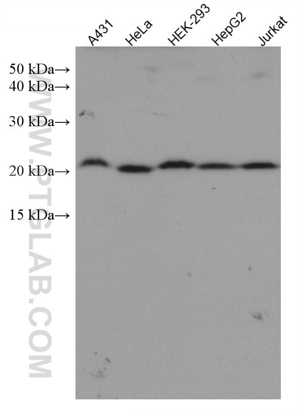 Western Blot (WB) analysis of various lysates using TAF12 Monoclonal antibody (67621-1-Ig)