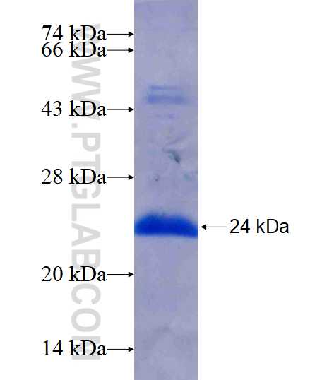 TAF12 fusion protein Ag16597 SDS-PAGE