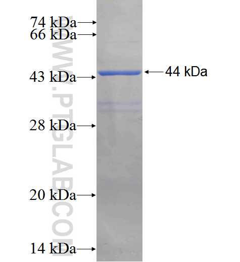 TAF12 fusion protein Ag3017 SDS-PAGE