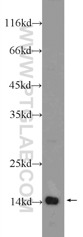 Western Blot (WB) analysis of mouse testis tissue using TAF13 Polyclonal antibody (24672-1-AP)