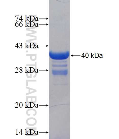 TAF13 fusion protein Ag18193 SDS-PAGE