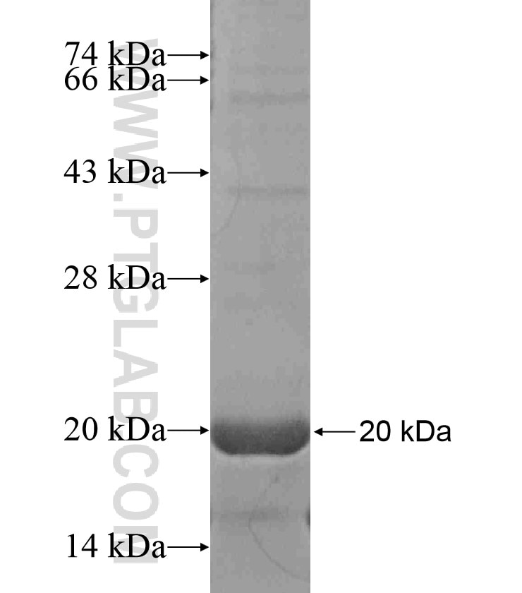 TAF13 fusion protein Ag18502 SDS-PAGE