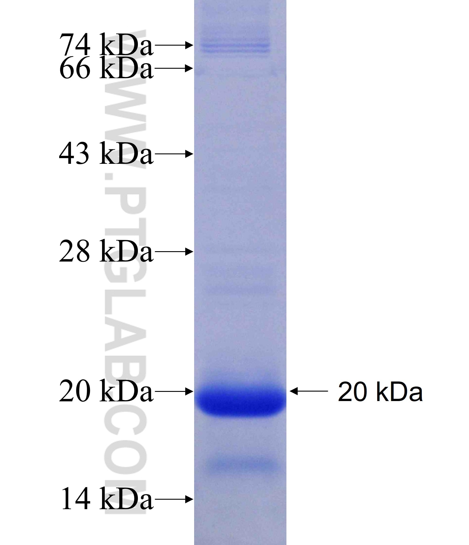 TAF13 fusion protein Ag18502 SDS-PAGE