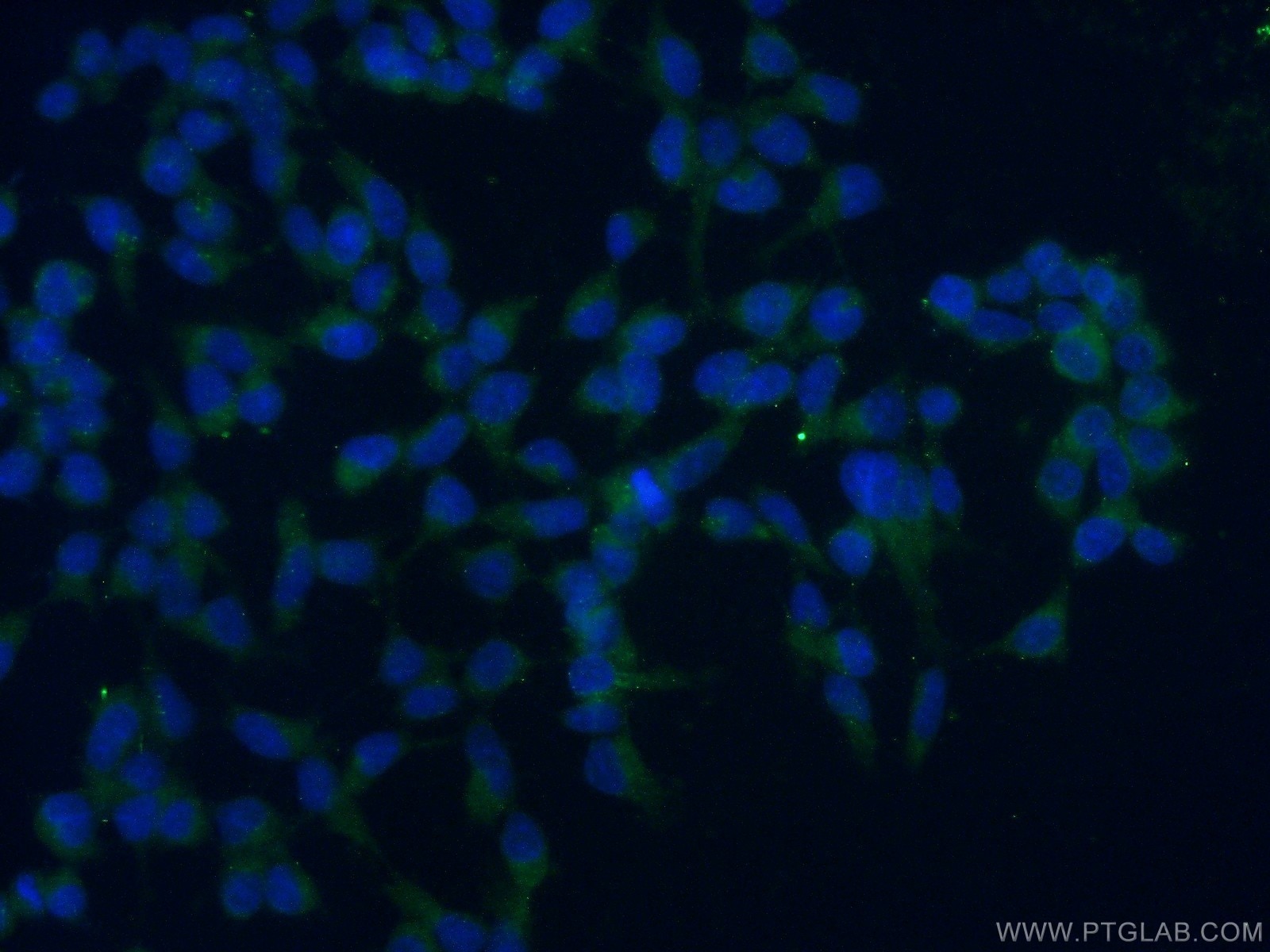 Immunofluorescence (IF) / fluorescent staining of HEK-293 cells using TAF15 Polyclonal antibody (24235-1-AP)