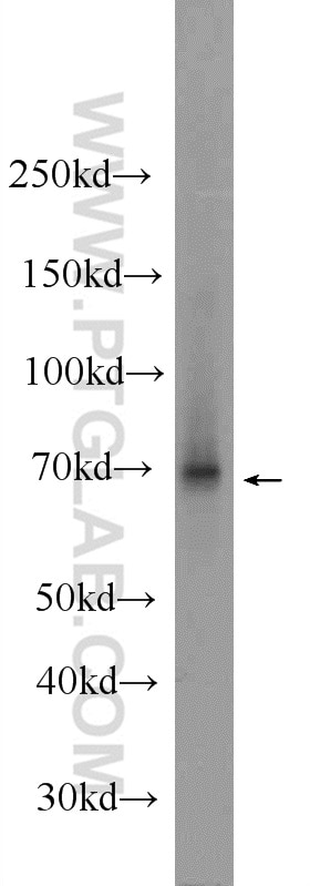 WB analysis of HEK-293 using 24235-1-AP