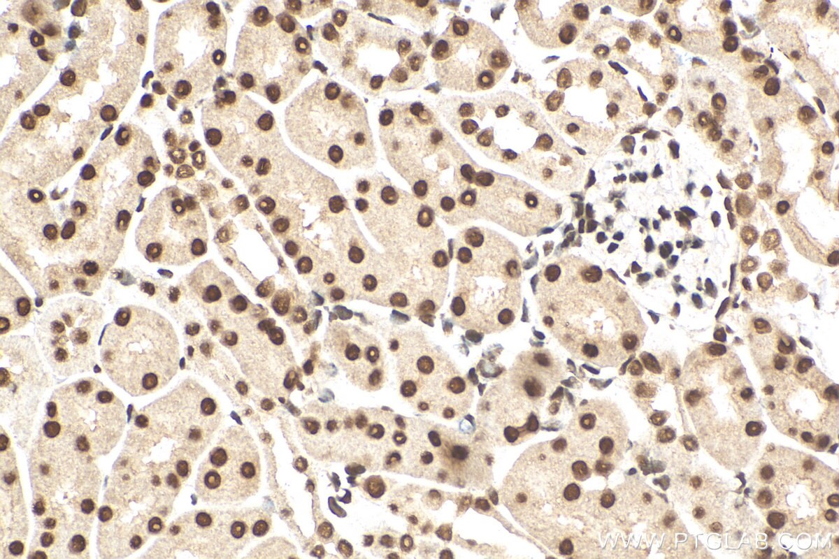 Immunohistochemistry (IHC) staining of mouse kidney tissue using TAF15 Recombinant antibody (82860-1-RR)