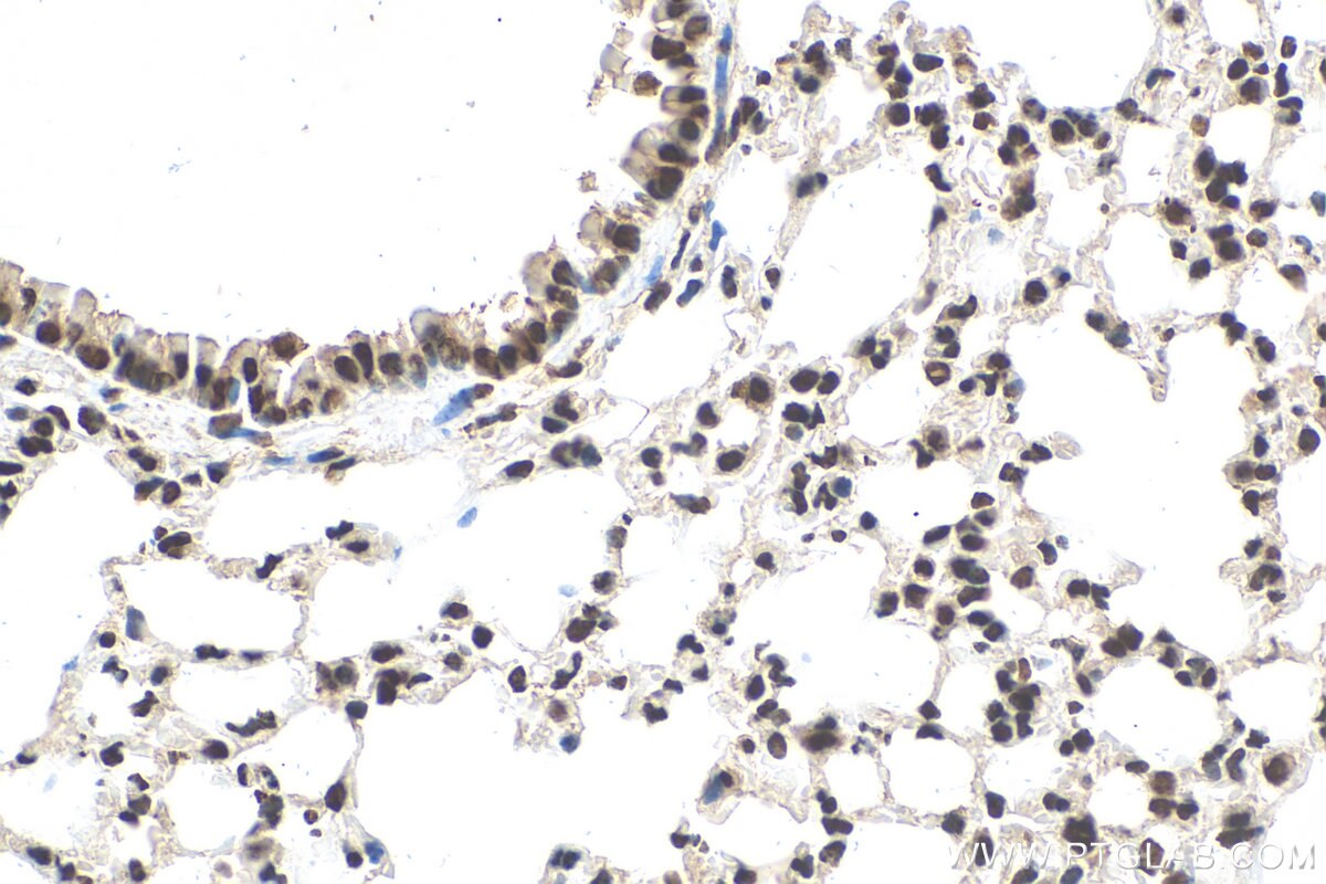 Immunohistochemistry (IHC) staining of mouse lung tissue using TAF15 Recombinant antibody (82860-1-RR)
