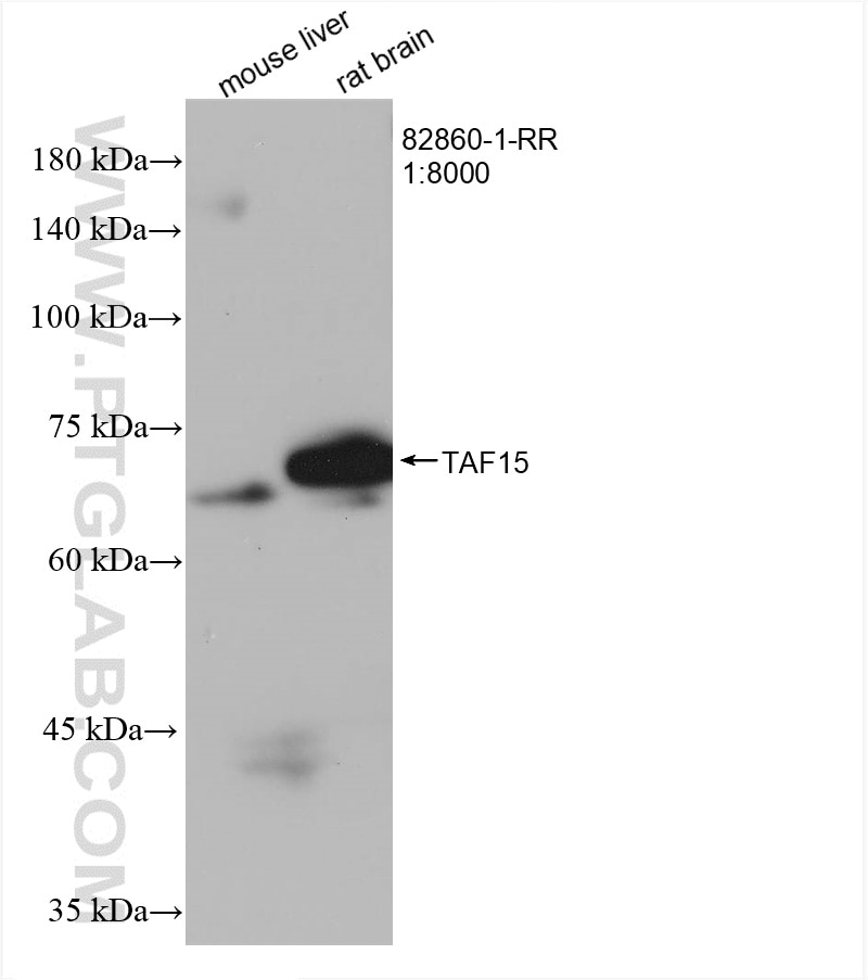 Western Blot (WB) analysis of various lysates using TAF15 Recombinant antibody (82860-1-RR)