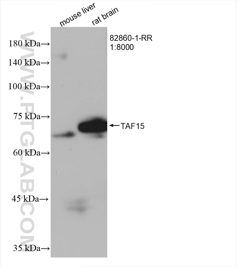 TAF15