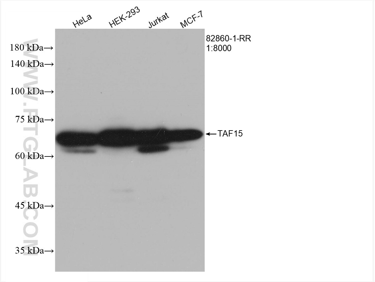 Western Blot (WB) analysis of HeLa cells using TAF15 Recombinant antibody (82860-1-RR)