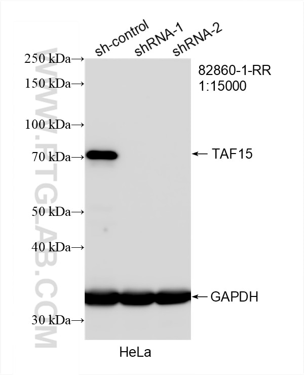 Western Blot (WB) analysis of HeLa cells using TAF15 Recombinant antibody (82860-1-RR)