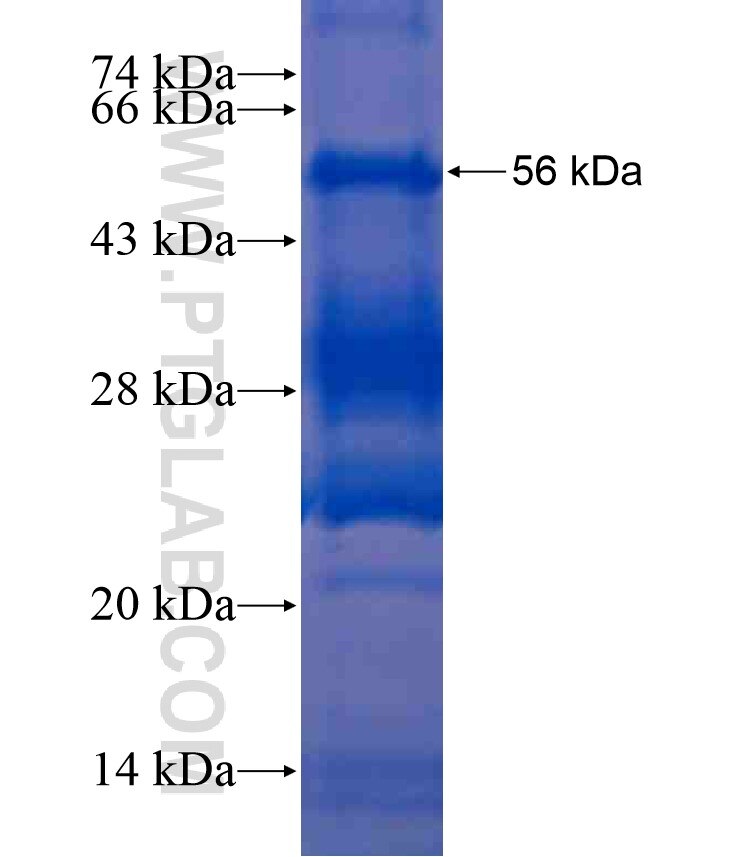 TAF15 fusion protein Ag17805 SDS-PAGE