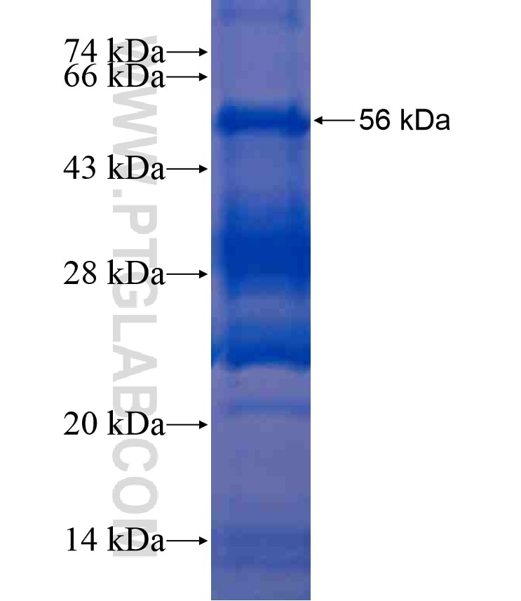 TAF15 fusion protein Ag17805 SDS-PAGE