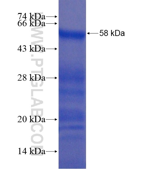 TAF15 fusion protein Ag20828 SDS-PAGE