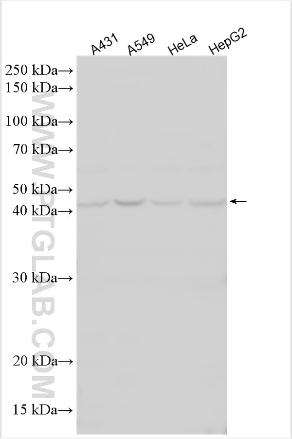 Western Blot (WB) analysis of various lysates using TAF1A Polyclonal antibody (15362-1-AP)
