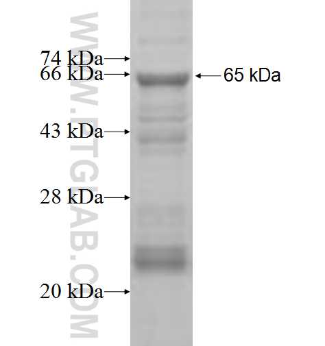 TAF1A fusion protein Ag3075 SDS-PAGE