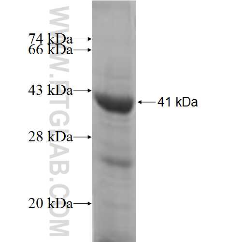 TAF1A fusion protein Ag8059 SDS-PAGE