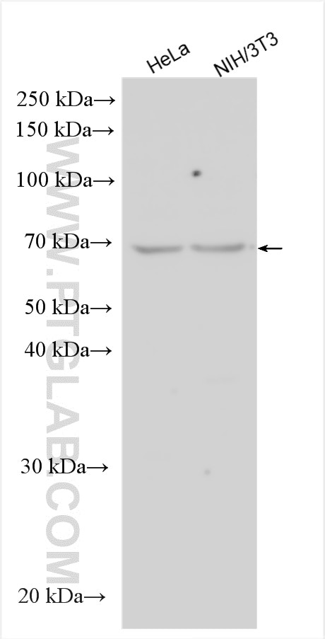 Western Blot (WB) analysis of various lysates using TAF1B Polyclonal antibody (12818-1-AP)