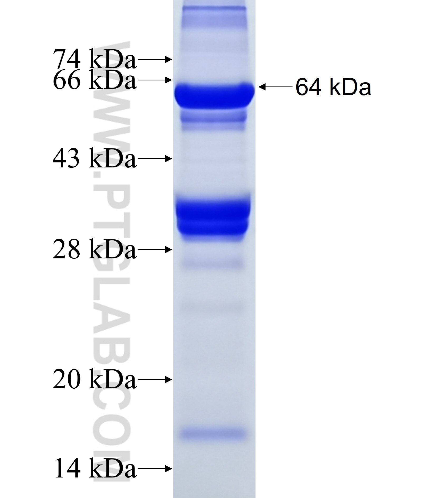 TAF1B fusion protein Ag38211 SDS-PAGE