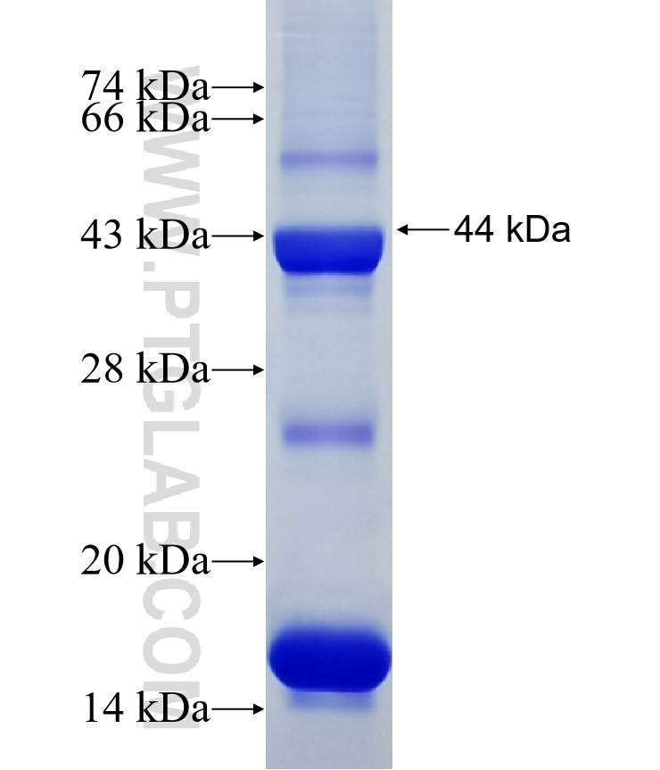 TAF1B fusion protein Ag3267 SDS-PAGE