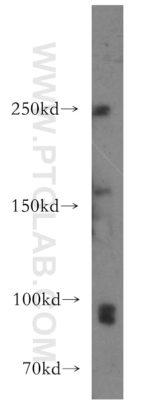 Western Blot (WB) analysis of HT-1080 cells using TAF1C Polyclonal antibody (13341-1-AP)