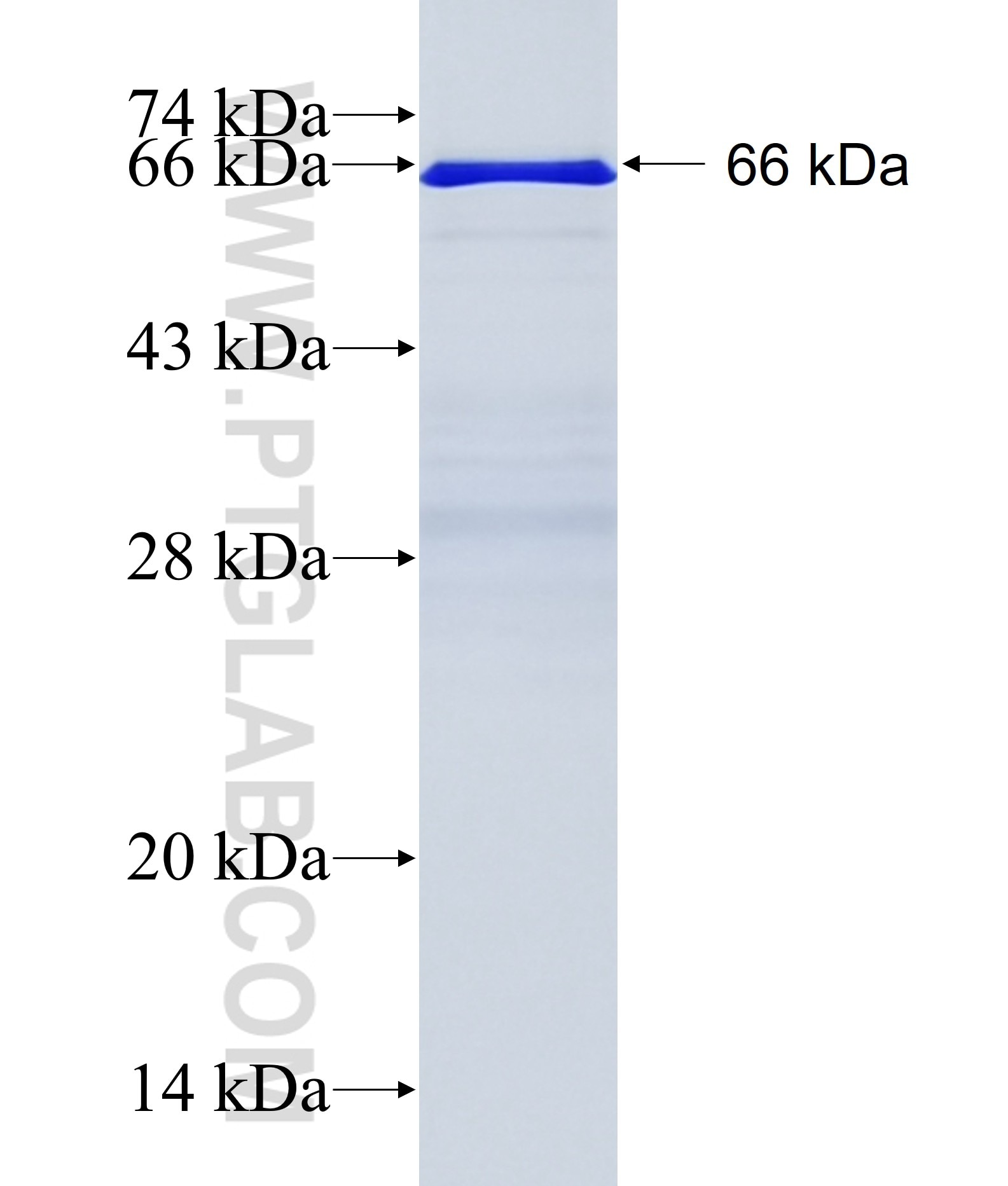 TAF1D fusion protein Ag10014 SDS-PAGE