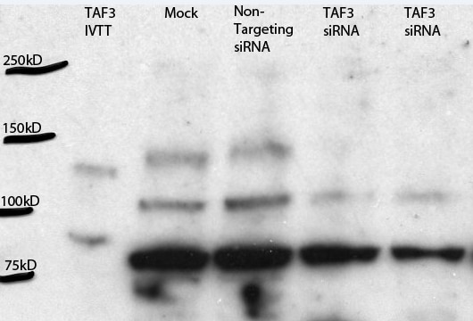 Western Blot (WB) analysis of cells using TAF3 Polyclonal antibody (18901-1-AP)