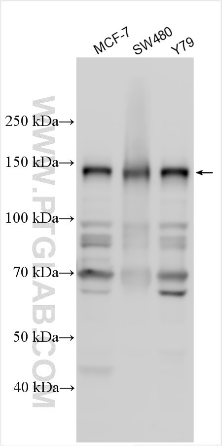 Western Blot (WB) analysis of various lysates using TAF3 Polyclonal antibody (18901-1-AP)