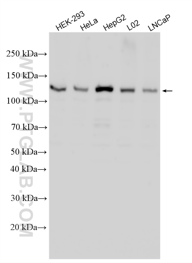 WB analysis using 33029-1-AP Western Blot (WB) analysis of various lysates using TAF4 Polyclonal antibody (33029-1-AP)