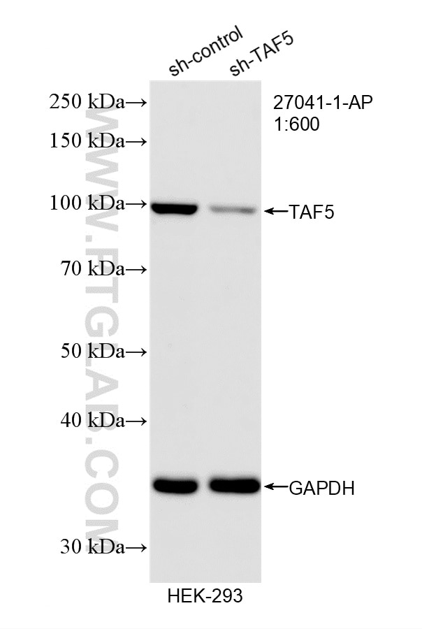 Western Blot (WB) analysis of HEK-293 cells using TAF5 Polyclonal antibody (27041-1-AP)