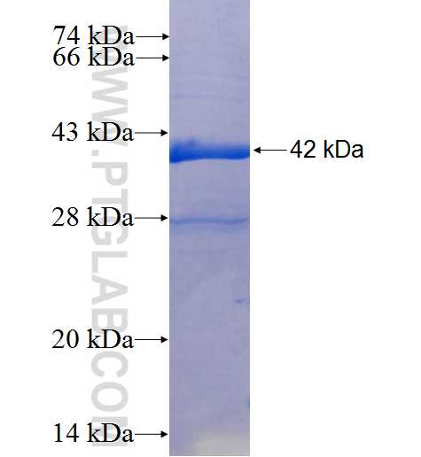 TAF5 fusion protein Ag25742 SDS-PAGE