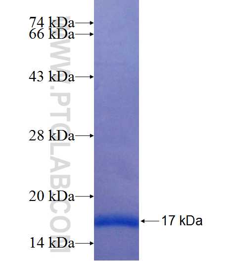 TAF5 fusion protein Ag25749 SDS-PAGE