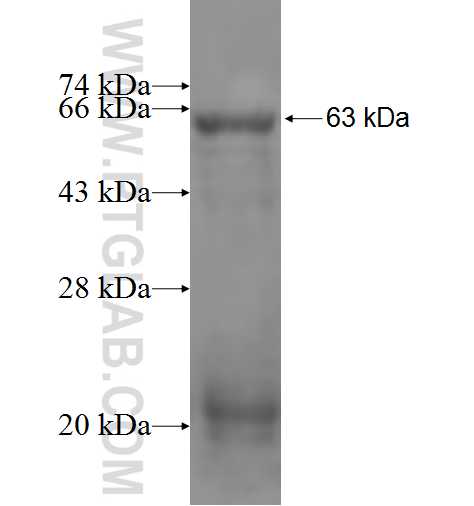 TAF5L fusion protein Ag5366 SDS-PAGE