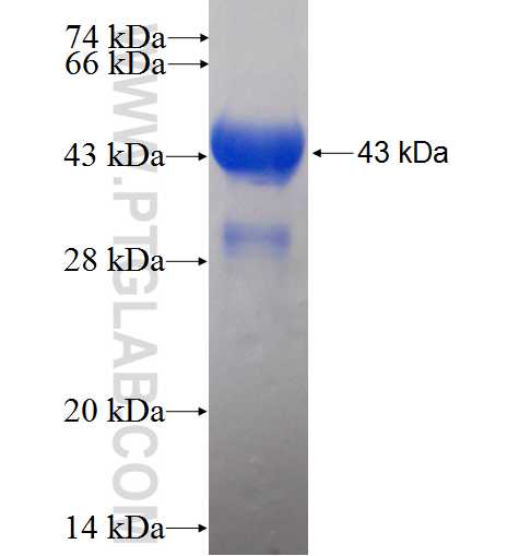 TAF5L fusion protein Ag5942 SDS-PAGE