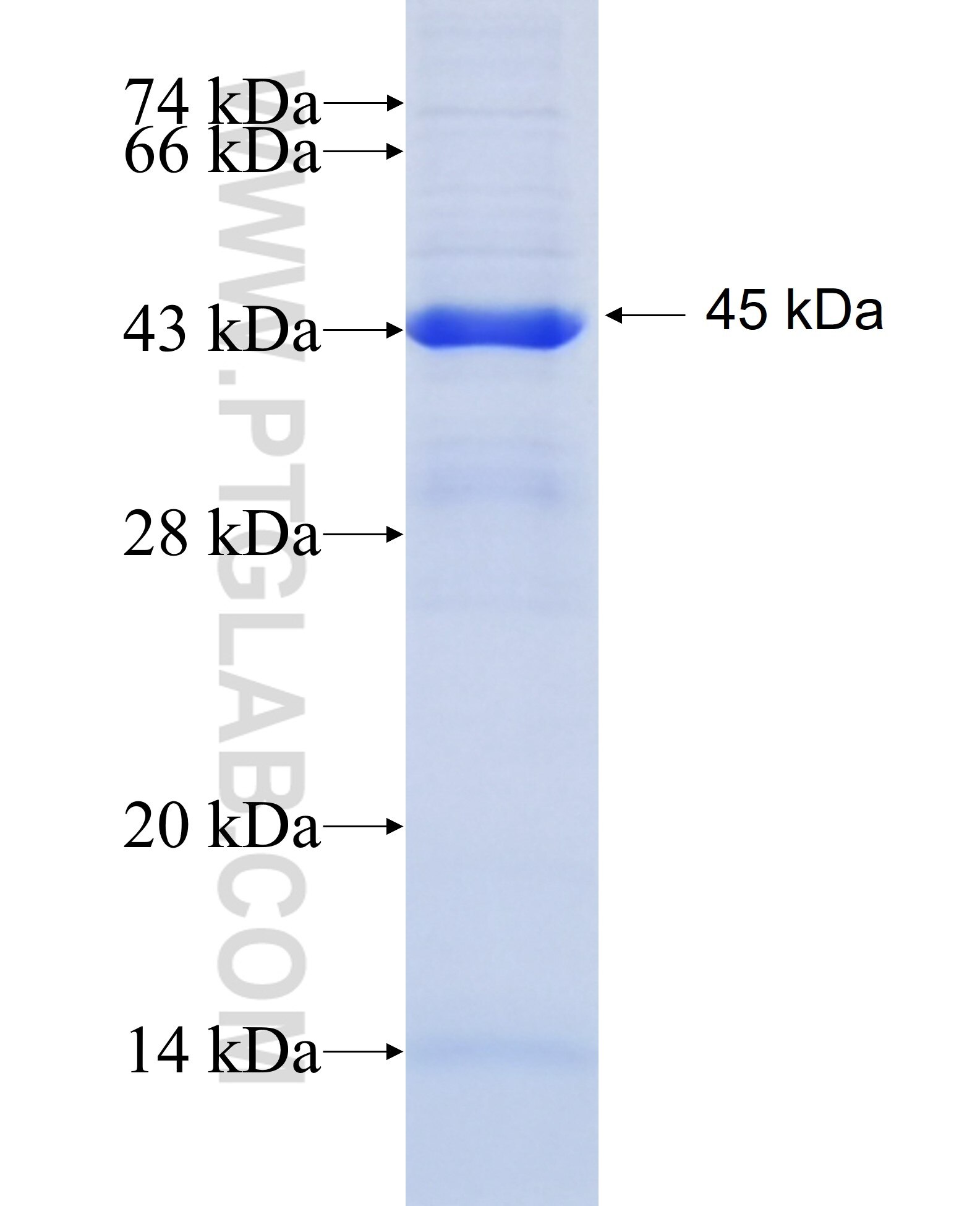 TAF5L fusion protein Ag5942 SDS-PAGE