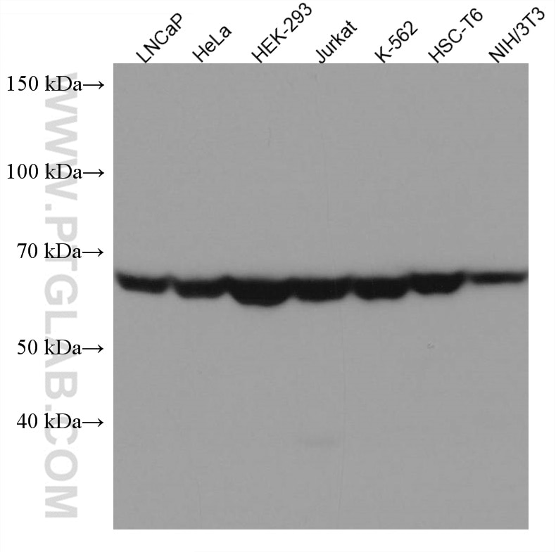 Western Blot (WB) analysis of various lysates using TAF6L Monoclonal antibody (67569-1-Ig)