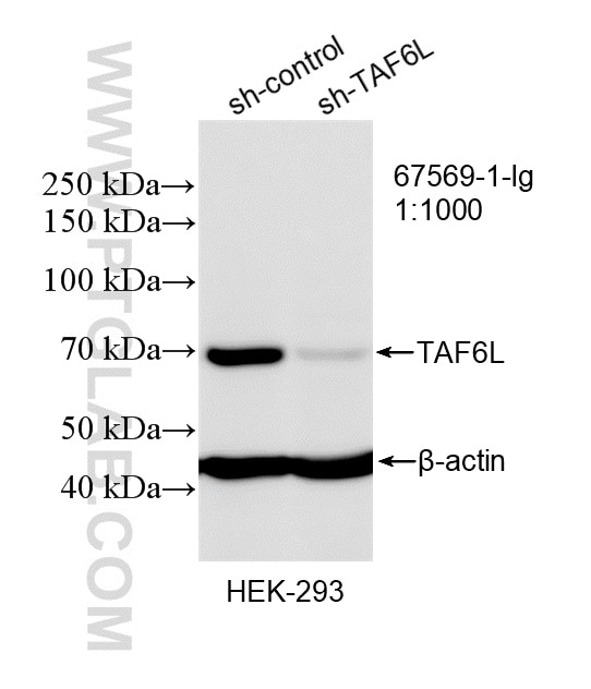 Western Blot (WB) analysis of HEK-293 cells using TAF6L Monoclonal antibody (67569-1-Ig)